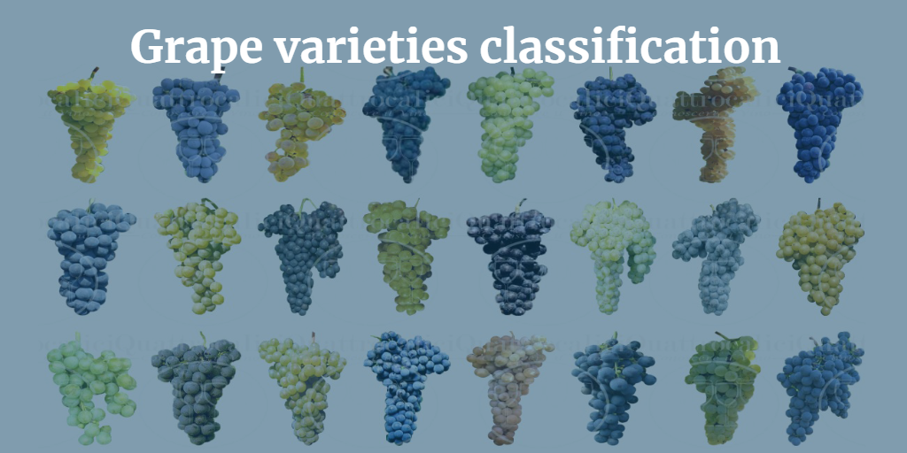 Grape varieties classification